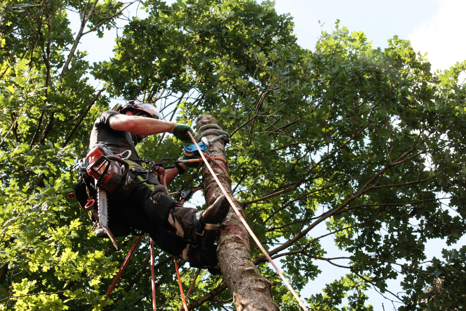 tree trimming