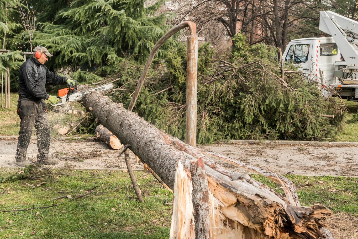 emergency tree removal