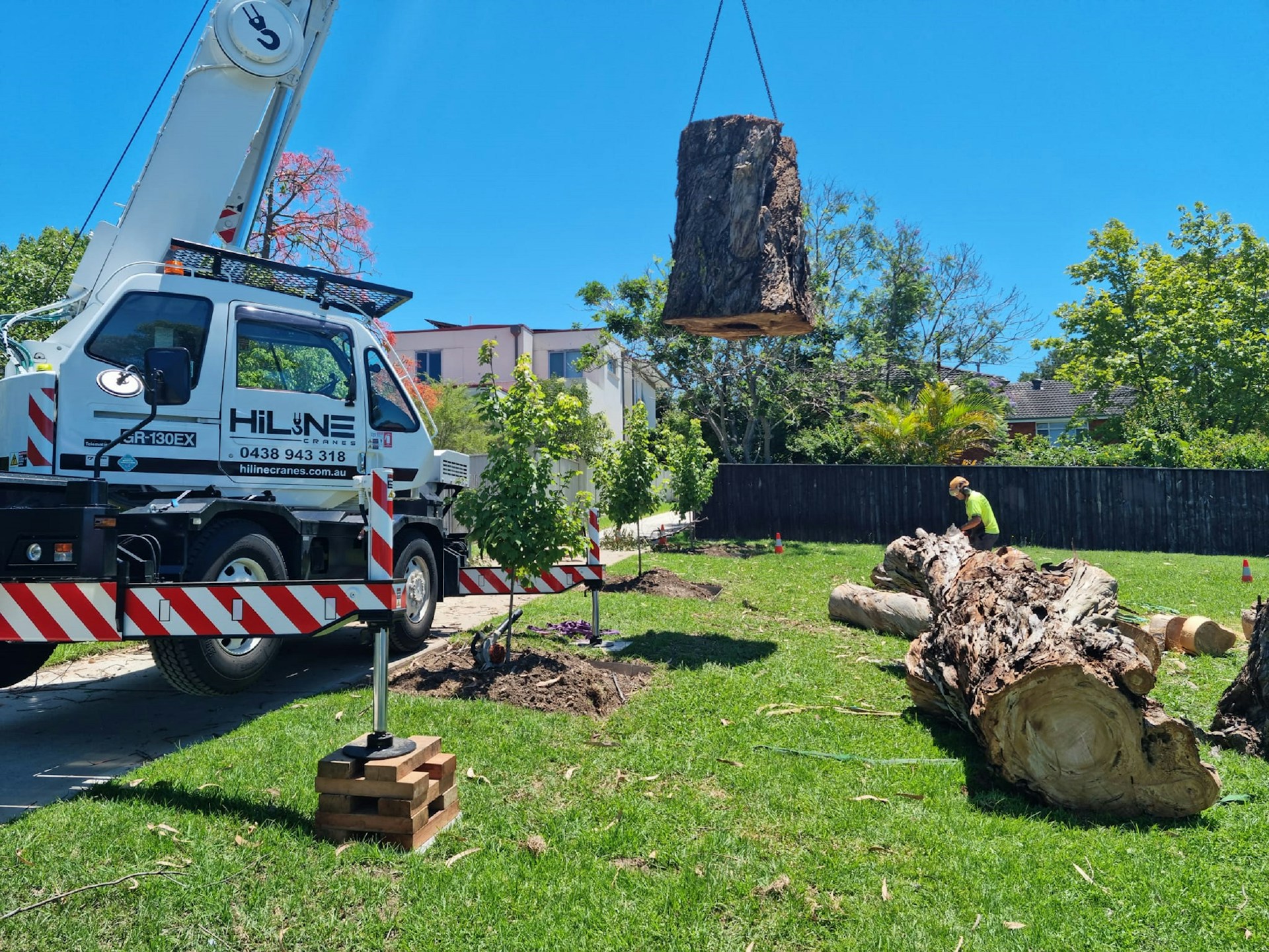 crane tree removal