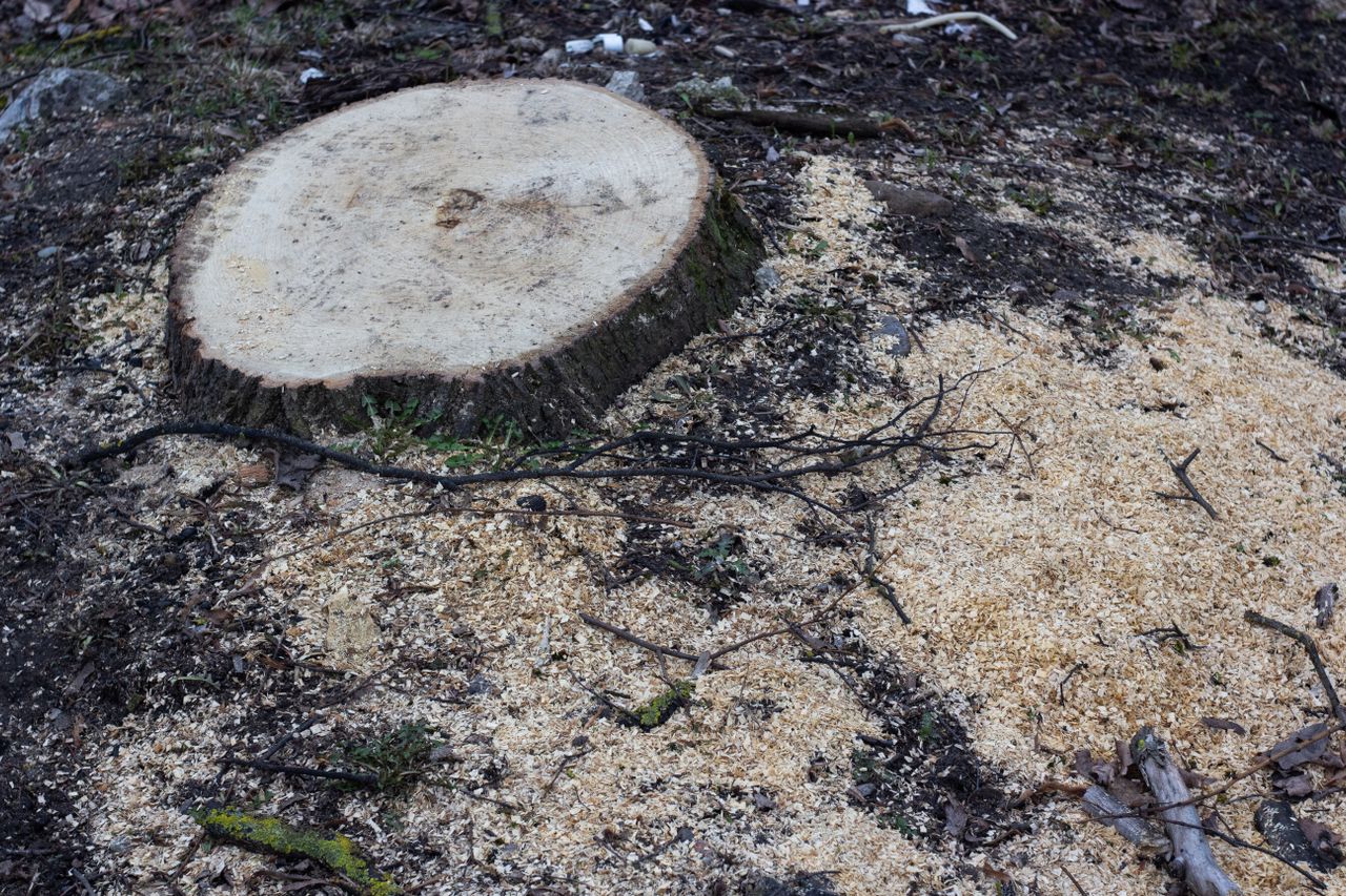 Stump Grinder