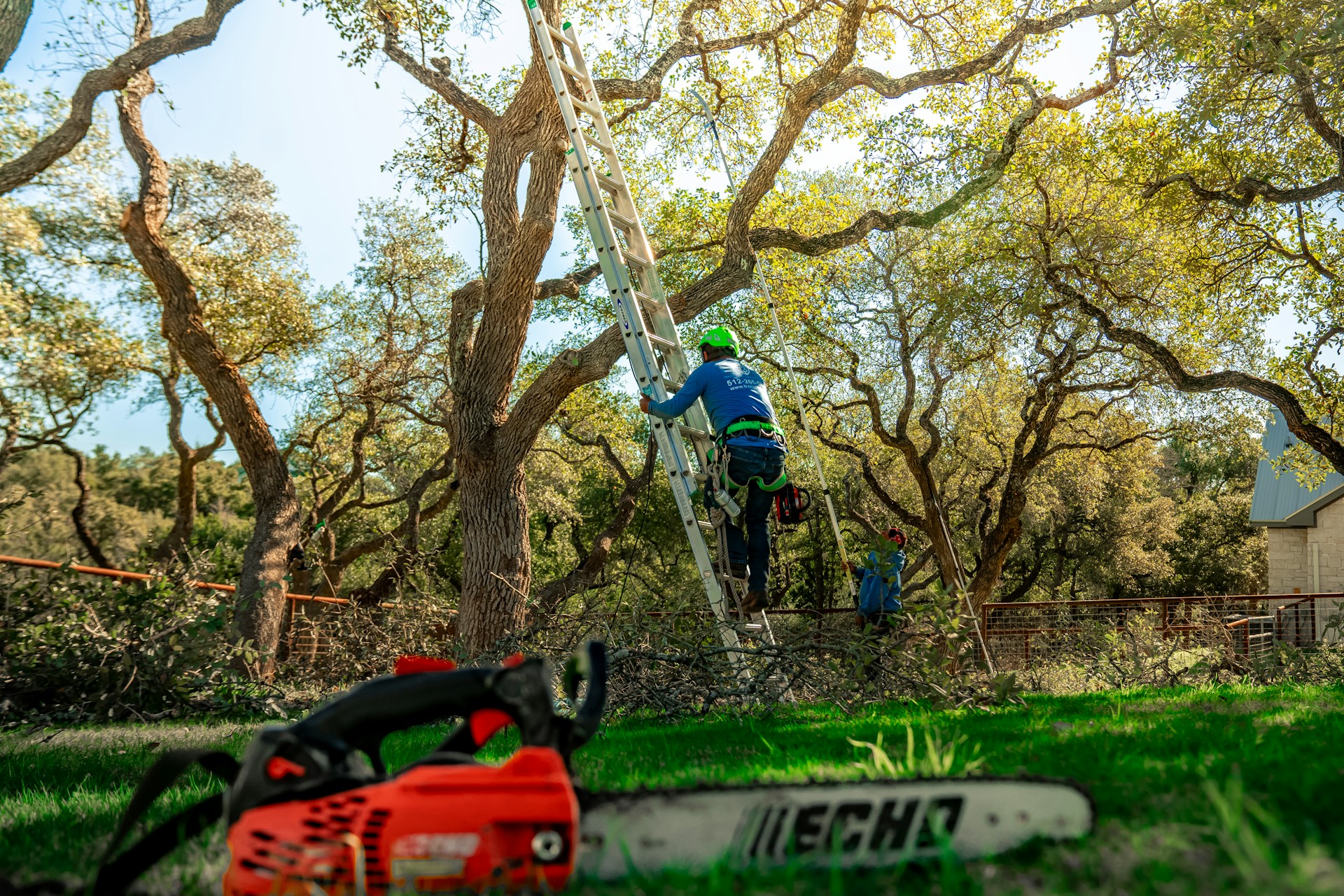 Tree Trimming
