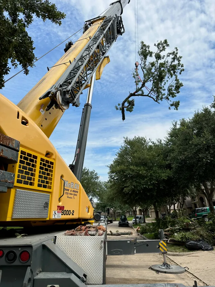 crane lifting a tree section over a Houston property