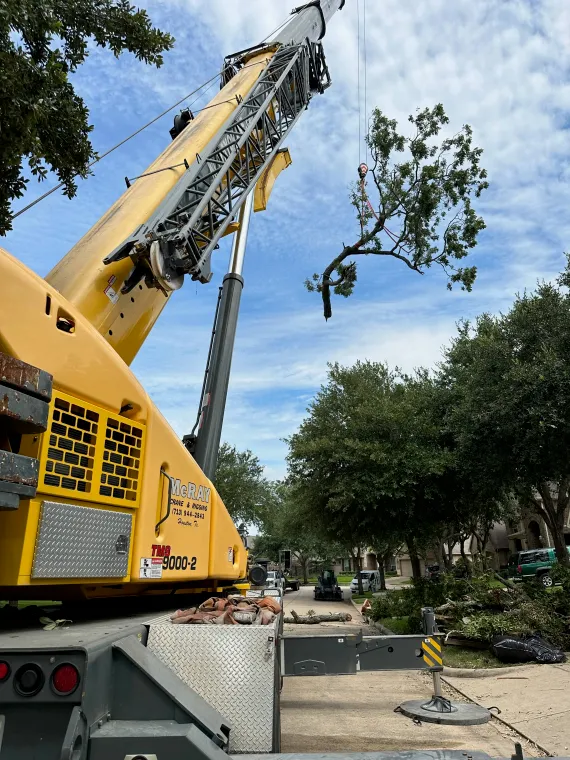 crane lifting a tree section