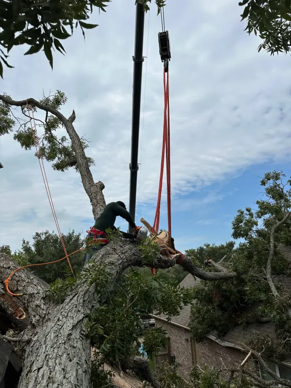 trimmed trees on a Houston property