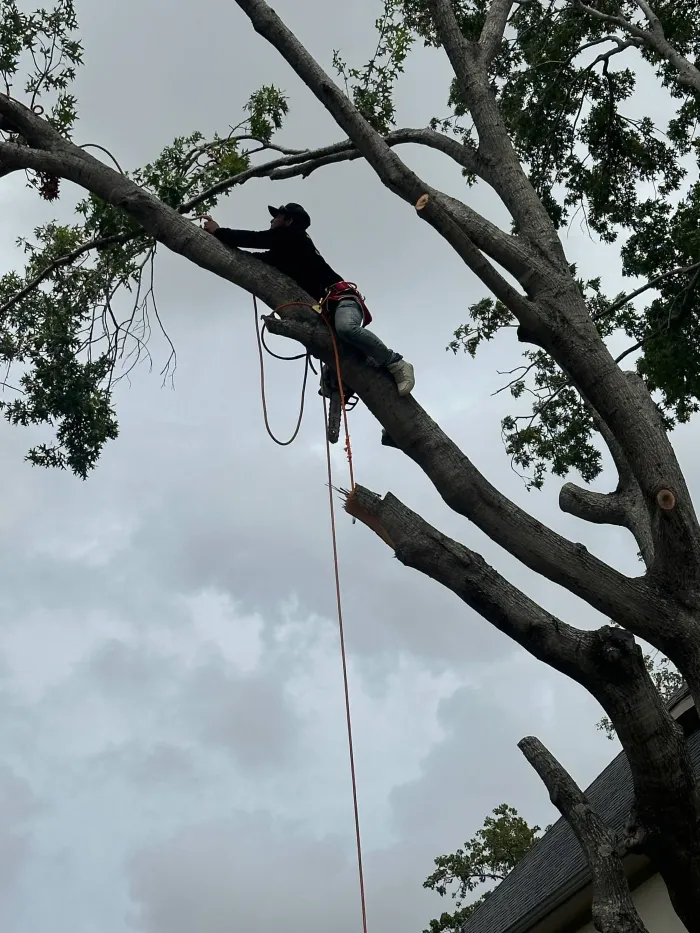 storm-damaged trees on a Houston property