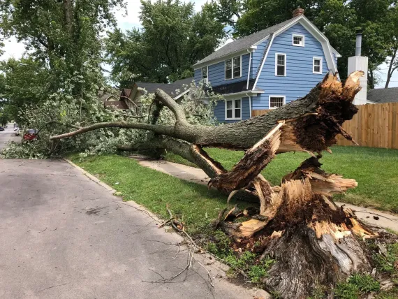 crew clearing fallen tree debris after a storm