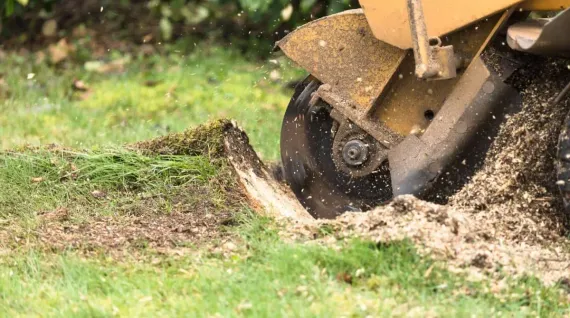 stump grinder removing a tree stump