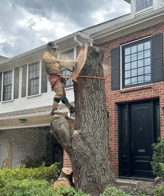 arborist working in a tree canopy