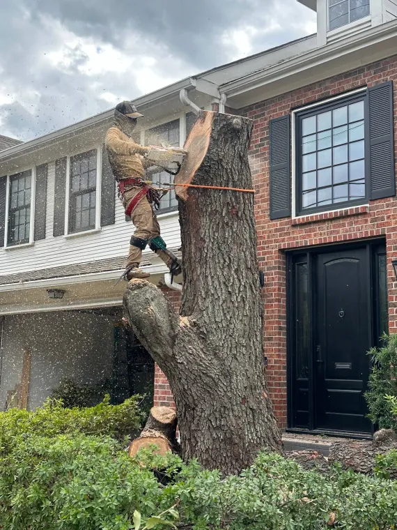 arborist rigging a large tree