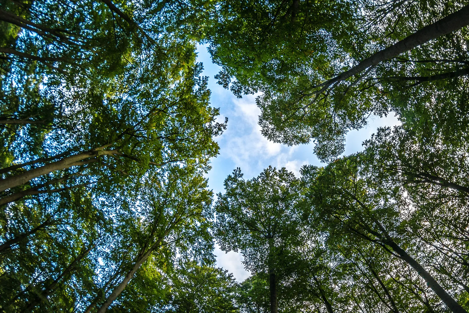tree canopy from below