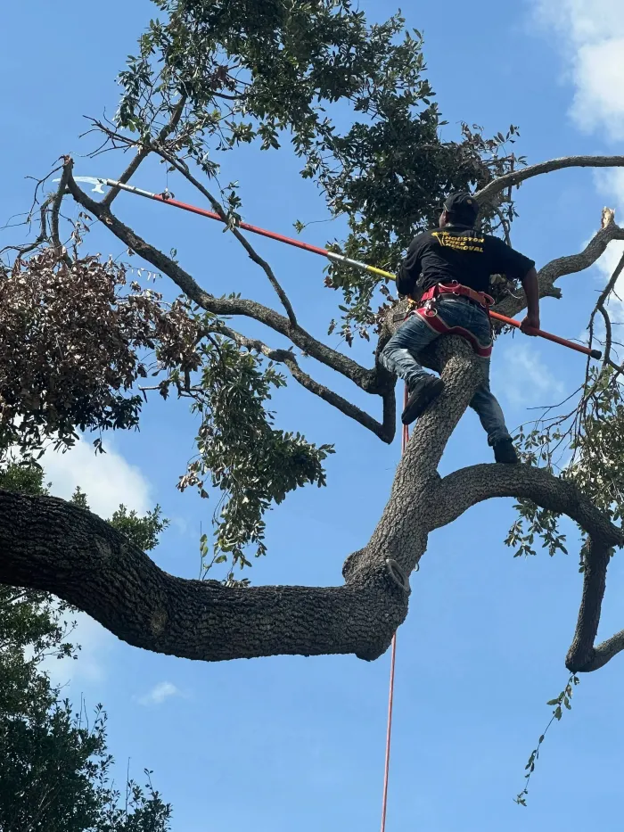 crew member pruning tree branches in Houston