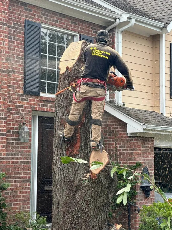 tree service crew at work